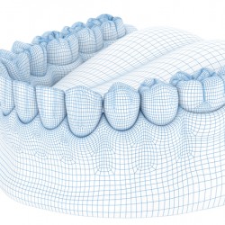 Morphology of mandibular human gum and teeth