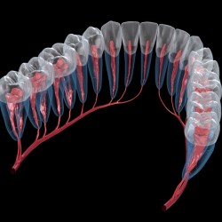 Dental root anatomy Xray view