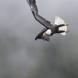 Eagle3