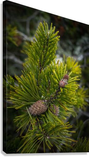 Pinecones Canvas Print