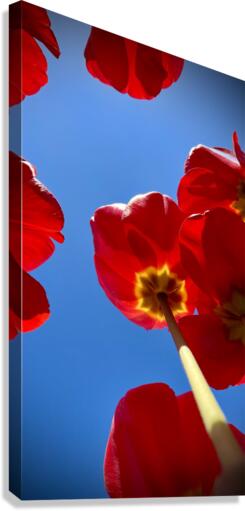 Tulips Canvas Print