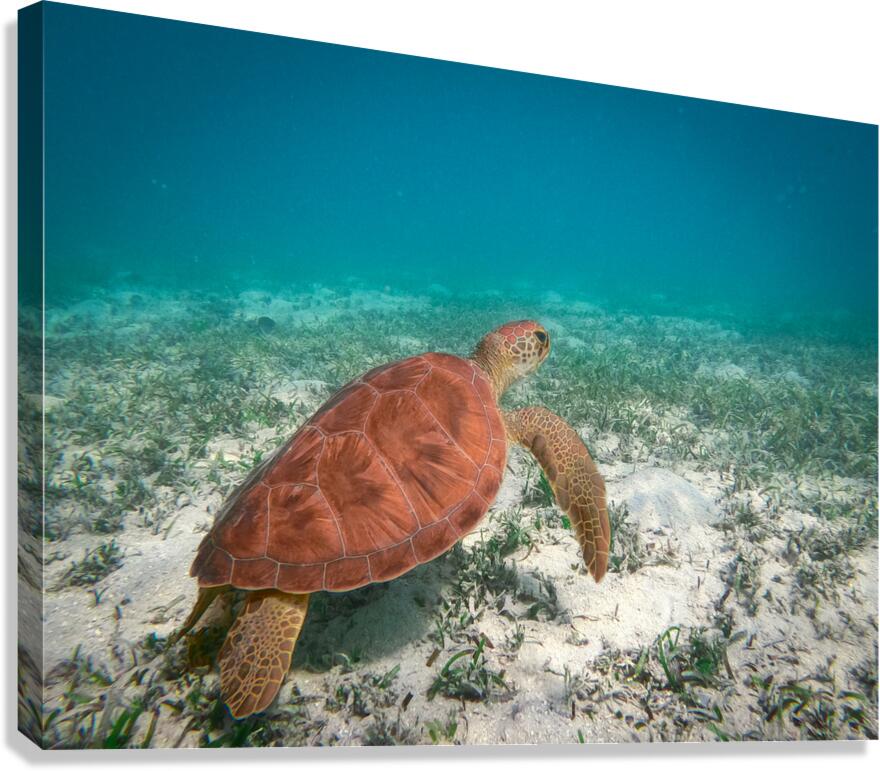 Sea Turtle Canvas Print