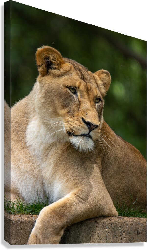 Lion Canvas Print
