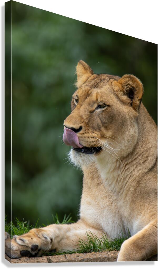 Lion Canvas Print