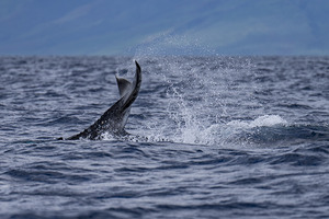Humpback Whale Baby Tail Slapping near Lahaina Maui Hawaii