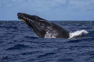 Humpback Whale Head Lunge near Lahaina Maui Hawaii
