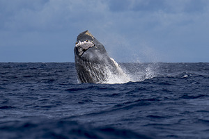 Humpback Whale Breaching near Lahaina Maui Hawaii