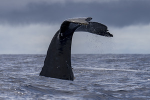 Humpback Whale Tail Fluke near Lahaina Maui Hawaii