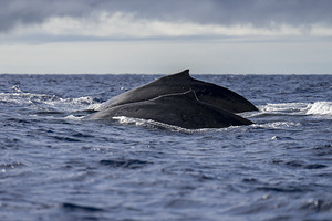 Humpback Whale Dorsal Fin near Lahaina Maui Hawaii