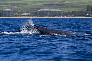 Humpback Whale Baby Tail Slapping near Lahaina Maui Hawaii