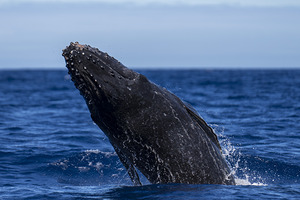 Humpback Whale Baby Breaching near Lahaina Maui Hawaii