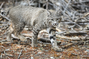 Bobcat
