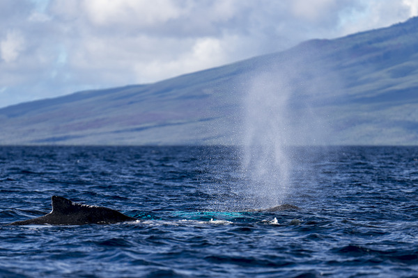 Humpback Whale Spout Blowing near Lahaina Maui Hawaii Print