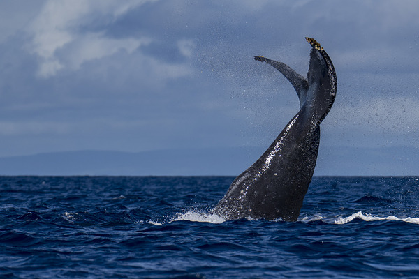 Humpback Whale Tail Slapping near Lahaina Maui Hawaii Print