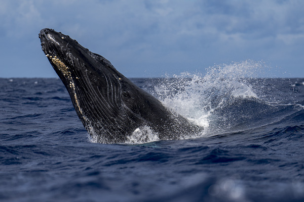 Humpback Whale Head Lunge near Lahaina Maui Hawaii Print