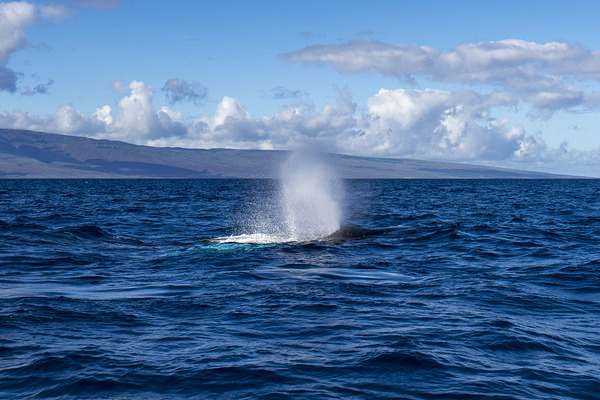 Humpback Whale Spout Blowing near Lahaina Maui Hawaii Print