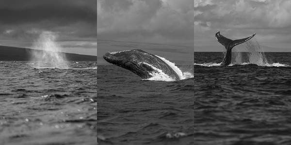 Humpback Whale Spout Breaching Tail Slapping near Lahaina Maui Print