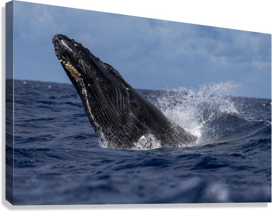 Humpback Whale Head Lunge near Lahaina Maui Hawaii Canvas Print