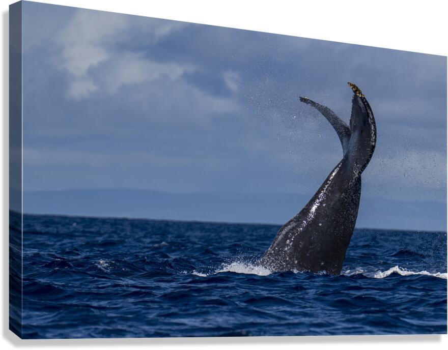 Humpback Whale Tail Slapping near Lahaina Maui Hawaii Canvas Print