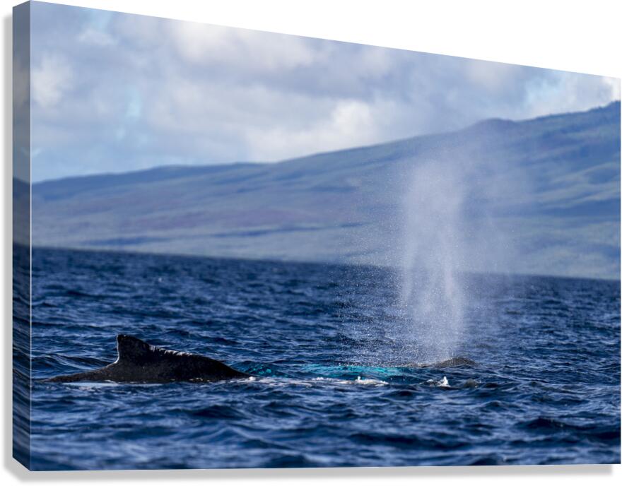 Humpback Whale Spout Blowing near Lahaina Maui Hawaii Canvas Print