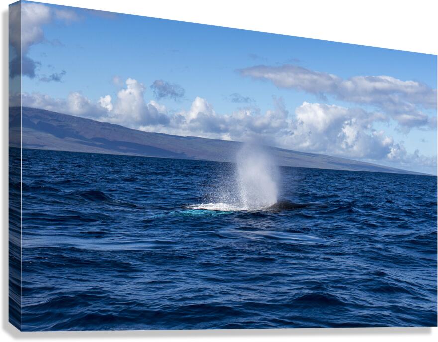 Humpback Whale Spout Blowing near Lahaina Maui Hawaii Canvas Print