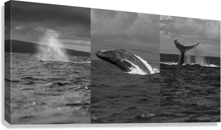 Humpback Whale Spout Breaching Tail Slapping near Lahaina Maui Canvas Print