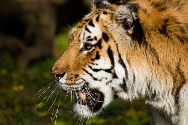 Tiger Print