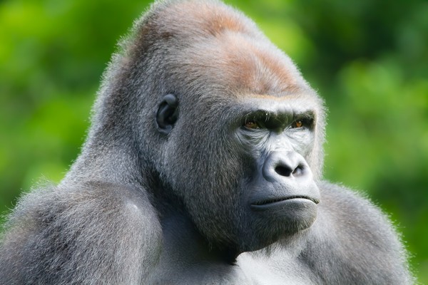 Gorilla Print