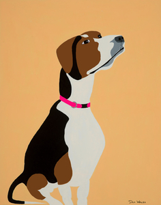 Coon Hound Dog portrait