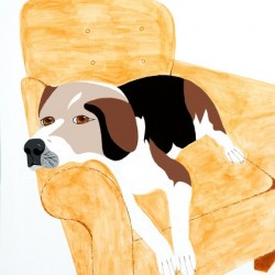 Coon Hound Dog on a chair   