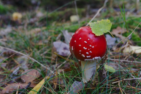 Fly Agaric Print