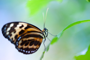 Butterfly close up on a leaf