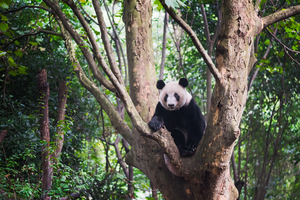 Giant panda in a tree  in Chengdu