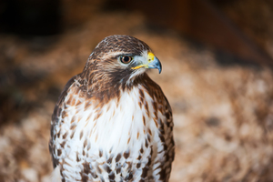 Golden eagle in daylight