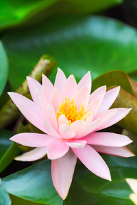 Lotus flower and green leaves