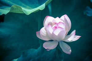 Lotus water lily surrounded by green leaves