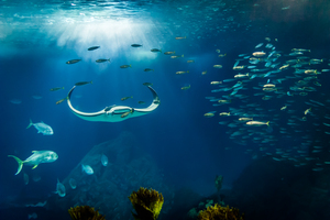 Manta Ray   Lisbon oceanarium