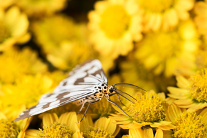 Moth on a yellow flower