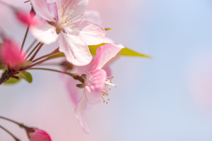 Peach tree flowers against blue sky close-up view