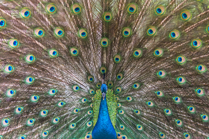 Peacock deploying his tail