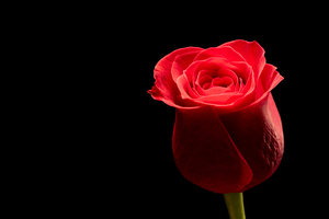 Red rose flower isolated on black background