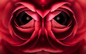 Abstract rose flower close-up view