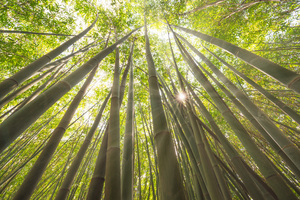 Sun shining through a bamboo forest