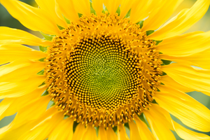 Sunflower head close up in summer