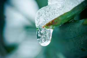 Unfrozen water drop falling from a leaf