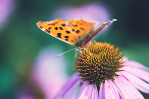 Yellow butterfly on a flower