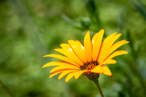 Yellow flower close up view