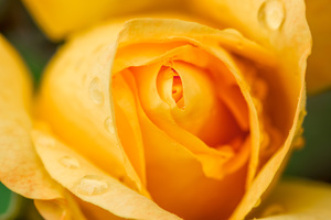 Water drops on a yellow rose