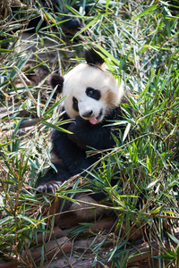 Young panda sitting in grass