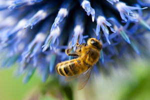 Bee on a blue flower